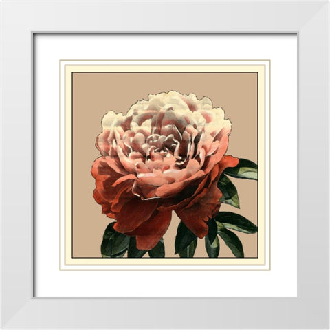 Heirloom Rose II White Modern Wood Framed Art Print with Double Matting by Zarris, Chariklia