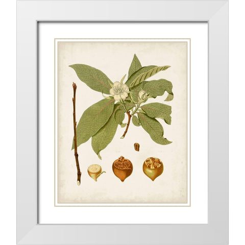 Antique Leaves I White Modern Wood Framed Art Print with Double Matting by Unknown
