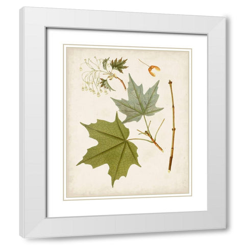 Antique Leaves VII White Modern Wood Framed Art Print with Double Matting by Unknown