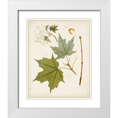 Antique Leaves VII White Modern Wood Framed Art Print with Double Matting by Unknown