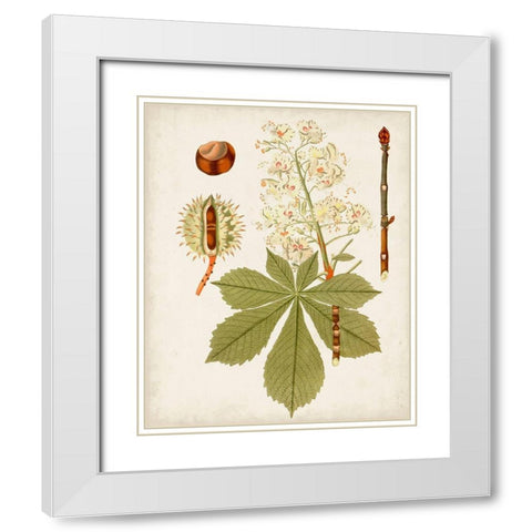 Antique Leaves VIII White Modern Wood Framed Art Print with Double Matting by Unknown