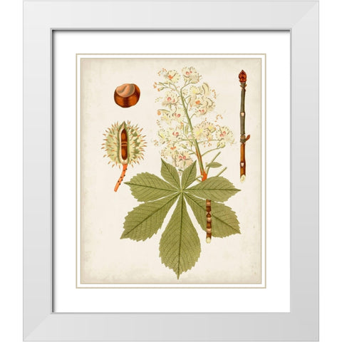 Antique Leaves VIII White Modern Wood Framed Art Print with Double Matting by Unknown