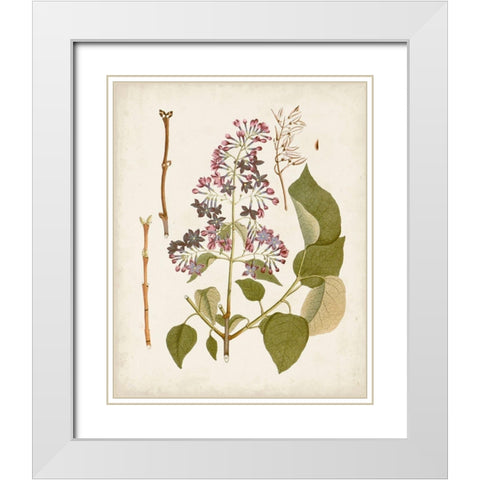 Vintage Flowering Trees II White Modern Wood Framed Art Print with Double Matting by Unknown