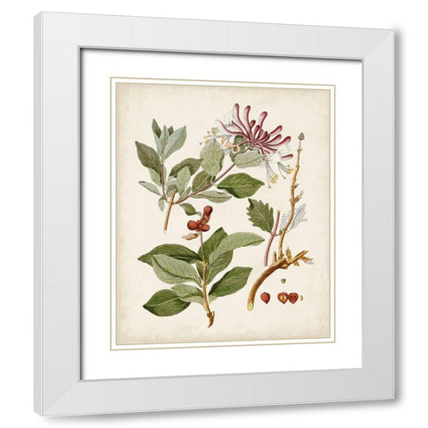 Vintage Flowering Trees III White Modern Wood Framed Art Print with Double Matting by Unknown