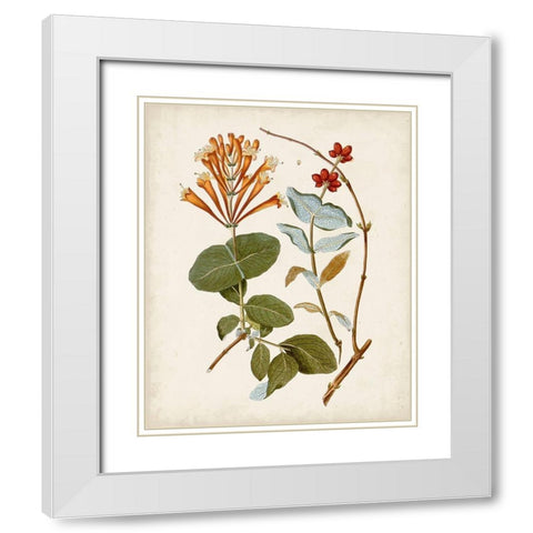 Vintage Flowering Trees IV White Modern Wood Framed Art Print with Double Matting by Unknown