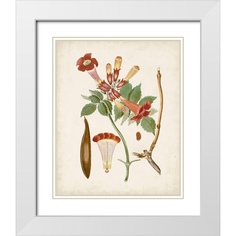 Vintage Flowering Trees V White Modern Wood Framed Art Print with Double Matting by Unknown
