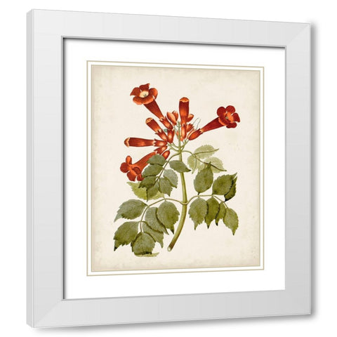 Vintage Flowering Trees VI White Modern Wood Framed Art Print with Double Matting by Unknown