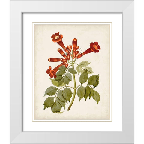 Vintage Flowering Trees VI White Modern Wood Framed Art Print with Double Matting by Unknown