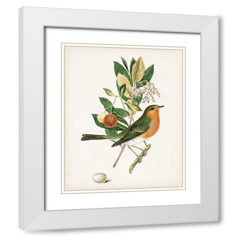 Antique Bird-Botanical and Egg I White Modern Wood Framed Art Print with Double Matting by Unknown