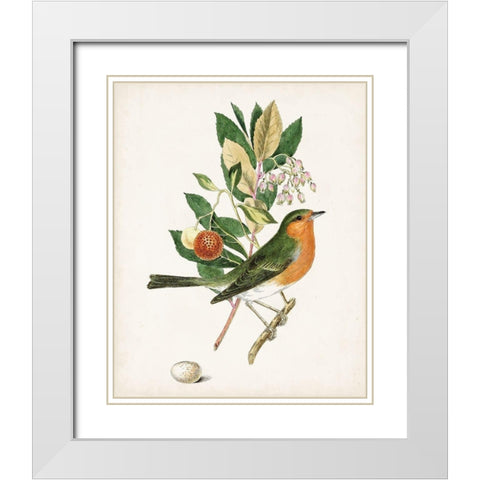 Antique Bird-Botanical and Egg I White Modern Wood Framed Art Print with Double Matting by Unknown