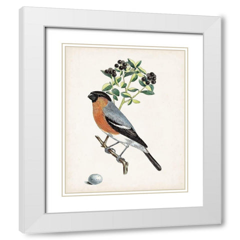 Antique Bird-Botanical and Egg IV White Modern Wood Framed Art Print with Double Matting by Unknown