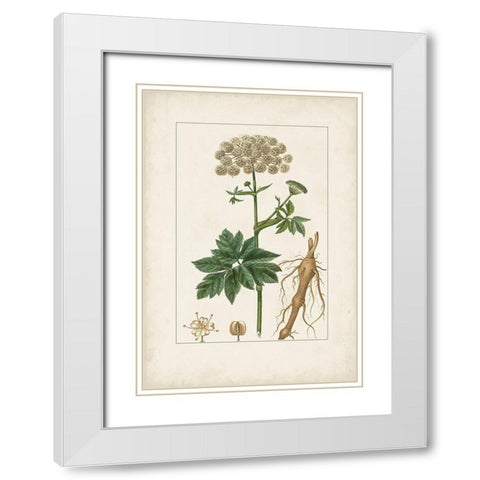 Antique Turpin Botanical I White Modern Wood Framed Art Print with Double Matting by Turpin