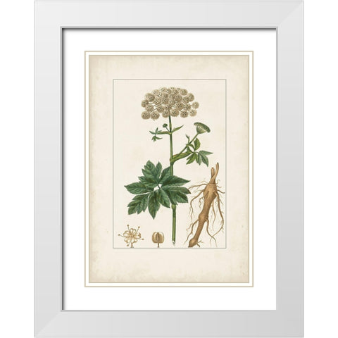Antique Turpin Botanical I White Modern Wood Framed Art Print with Double Matting by Turpin