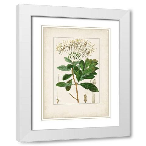 Antique Turpin Botanical II White Modern Wood Framed Art Print with Double Matting by Turpin