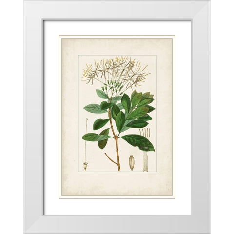 Antique Turpin Botanical II White Modern Wood Framed Art Print with Double Matting by Turpin