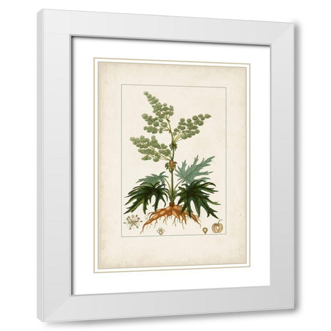 Antique Turpin Botanical III White Modern Wood Framed Art Print with Double Matting by Turpin