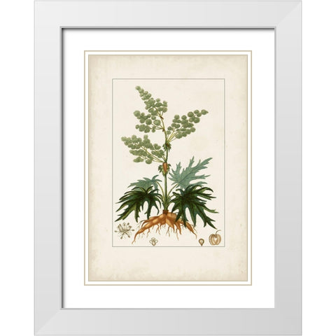 Antique Turpin Botanical III White Modern Wood Framed Art Print with Double Matting by Turpin