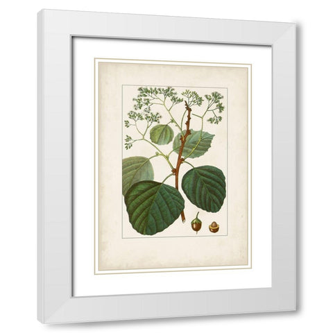 Antique Turpin Botanical IV White Modern Wood Framed Art Print with Double Matting by Turpin