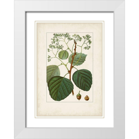 Antique Turpin Botanical IV White Modern Wood Framed Art Print with Double Matting by Turpin