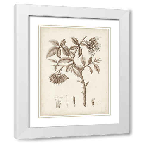 Antique Sepia Botanicals I White Modern Wood Framed Art Print with Double Matting by Unknown