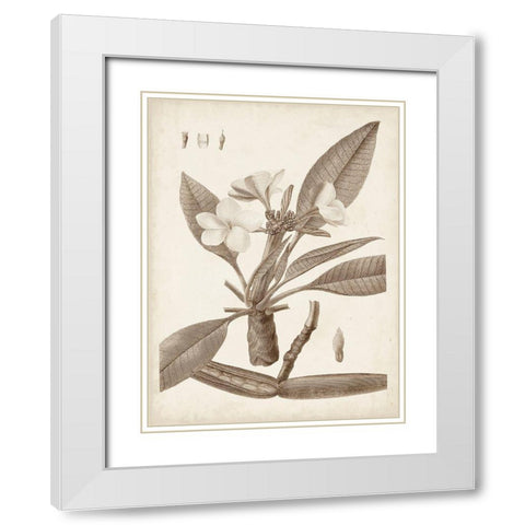 Antique Sepia Botanicals II White Modern Wood Framed Art Print with Double Matting by Unknown