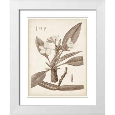 Antique Sepia Botanicals II White Modern Wood Framed Art Print with Double Matting by Unknown