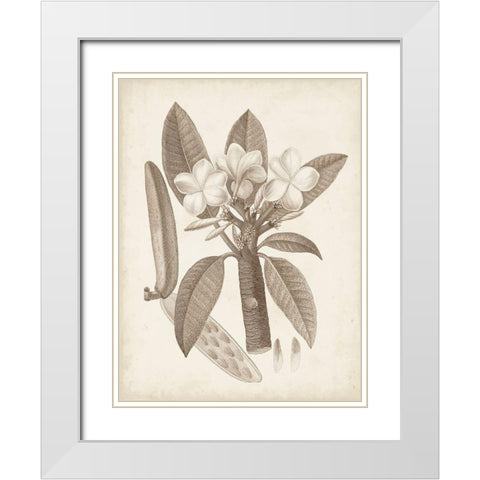 Antique Sepia Botanicals VII White Modern Wood Framed Art Print with Double Matting by Unknown