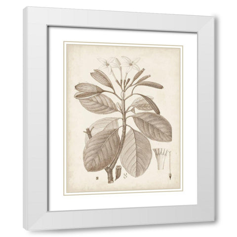 Antique Sepia Botanicals VIII White Modern Wood Framed Art Print with Double Matting by Unknown
