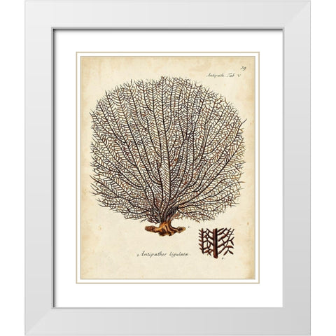 Esper Sea Fans I White Modern Wood Framed Art Print with Double Matting by Esper, Johann