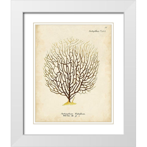 Esper Sea Fans III White Modern Wood Framed Art Print with Double Matting by Esper, Johann