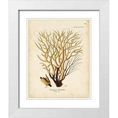 Esper Sea Fans IV White Modern Wood Framed Art Print with Double Matting by Esper, Johann