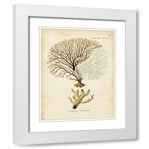 Esper Sea Fans V White Modern Wood Framed Art Print with Double Matting by Esper, Johann