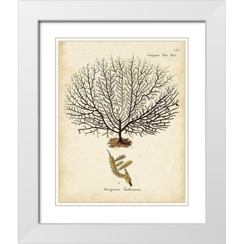 Esper Sea Fans VI White Modern Wood Framed Art Print with Double Matting by Esper, Johann