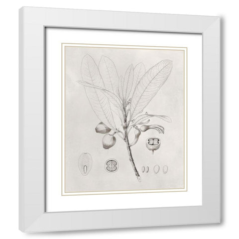 Vintage Leaves I White Modern Wood Framed Art Print with Double Matting by Vision Studio