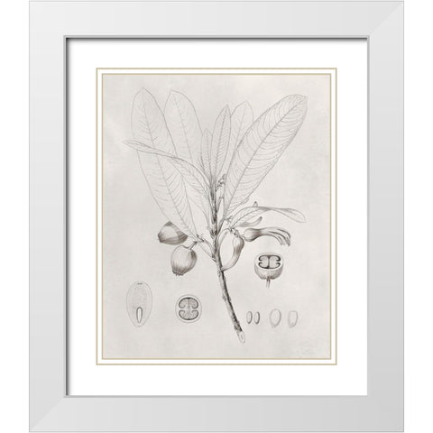 Vintage Leaves I White Modern Wood Framed Art Print with Double Matting by Vision Studio