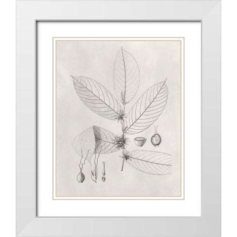 Vintage Leaves II White Modern Wood Framed Art Print with Double Matting by Vision Studio