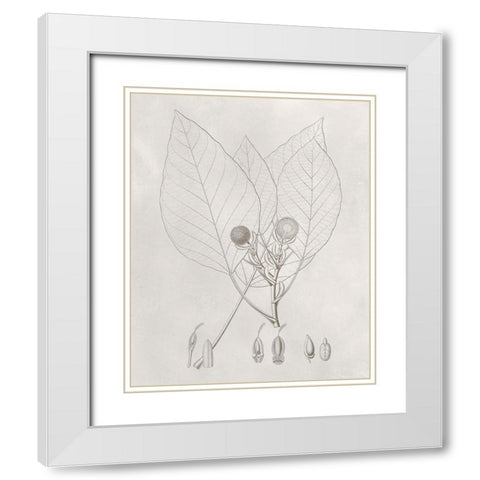 Vintage Leaves V White Modern Wood Framed Art Print with Double Matting by Vision Studio