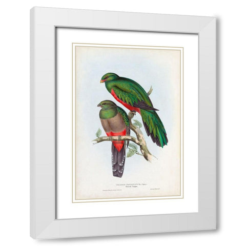 Gould Tropical Birds I White Modern Wood Framed Art Print with Double Matting by Gould, John