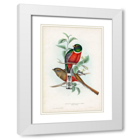 Gould Tropical Birds II White Modern Wood Framed Art Print with Double Matting by Gould, John