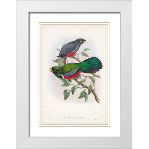 Gould Tropical Birds III White Modern Wood Framed Art Print with Double Matting by Gould, John