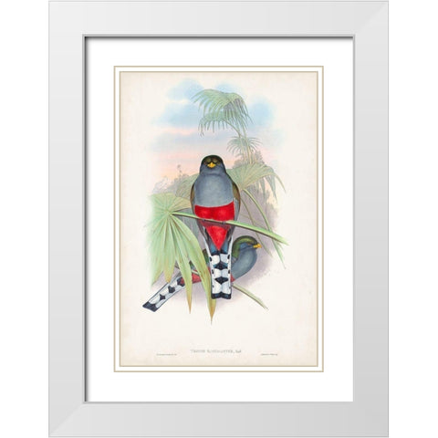 Gould Tropical Birds IV White Modern Wood Framed Art Print with Double Matting by Gould, John