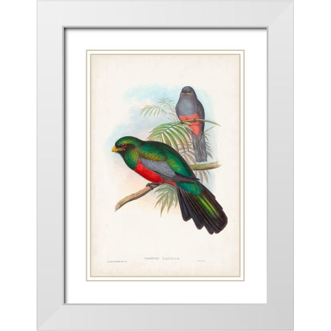 Gould Tropical Birds V White Modern Wood Framed Art Print with Double Matting by Gould, John