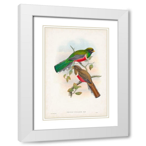 Gould Tropical Birds VI White Modern Wood Framed Art Print with Double Matting by Gould, John