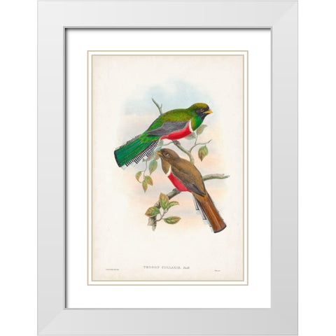 Gould Tropical Birds VI White Modern Wood Framed Art Print with Double Matting by Gould, John