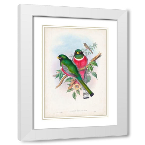 Gould Tropical Birds VII White Modern Wood Framed Art Print with Double Matting by Gould, John