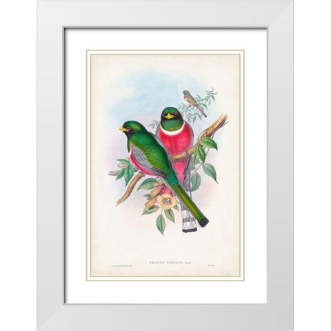 Gould Tropical Birds VII White Modern Wood Framed Art Print with Double Matting by Gould, John