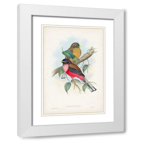 Gould Tropical Birds VIII White Modern Wood Framed Art Print with Double Matting by Gould, John