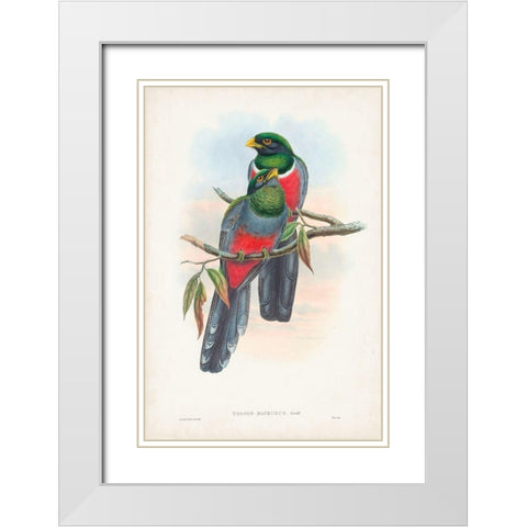 Gould Tropical Birds IX White Modern Wood Framed Art Print with Double Matting by Gould, John