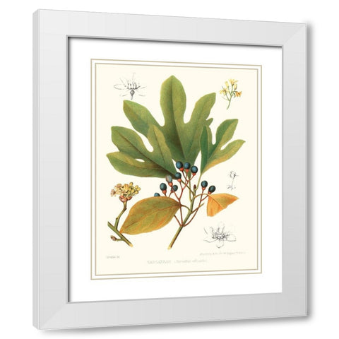 Non-embellished Antique Sassafras White Modern Wood Framed Art Print with Double Matting by Sprague