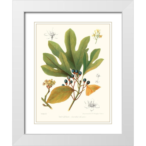 Non-embellished Antique Sassafras White Modern Wood Framed Art Print with Double Matting by Sprague